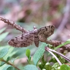 Eupithecia tantillaria