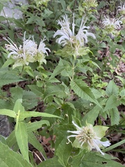 Monarda stipitatoglandulosa