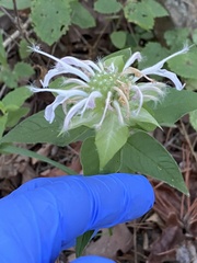 Monarda stipitatoglandulosa