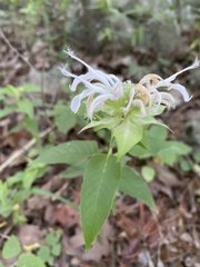 Monarda stipitatoglandulosa