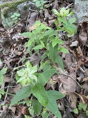 Monarda stipitatoglandulosa