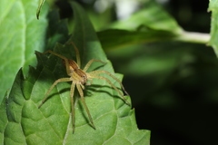 Dolomedes sulfureus