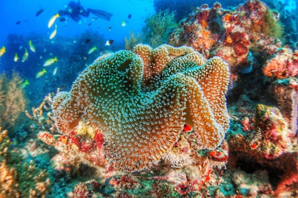 Mushroom leather corals