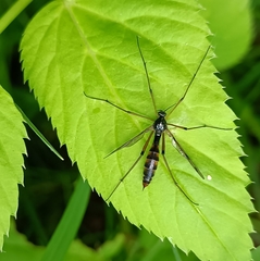 Dictenidia bimaculata