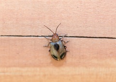 Paridea angulicollis