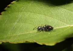 Myrmarachne japonica