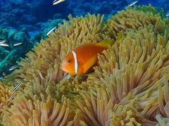 Amphiprion nigripes