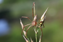 Philodromus auricomus