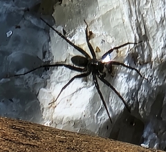 Pardosa moesta