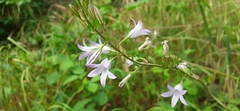 Campanula rapunculus