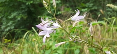 Campanula rapunculus