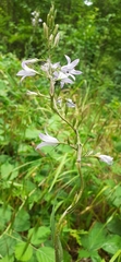 Campanula rapunculus