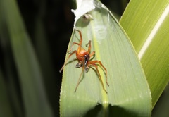 Cheiracanthium japonicum