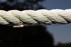 Tetragnatha praedonia