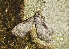 Meganola strigula