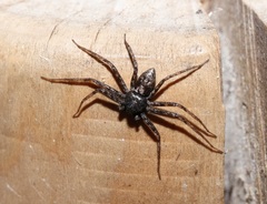 Philodromus spinitarsis