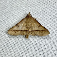 Hypospila dochmotoma
