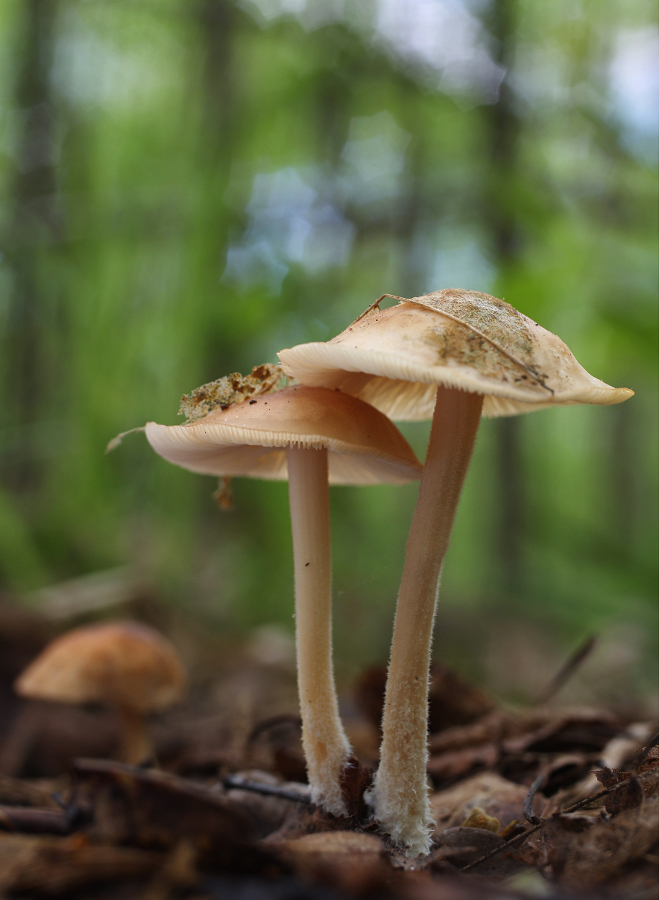 Gymnopus hariolorum