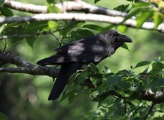 Corvus macrorhynchos japonensis