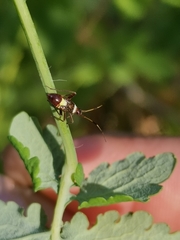 Closterotomus biclavatus
