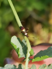 Closterotomus biclavatus