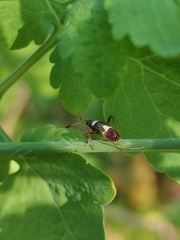 Closterotomus biclavatus