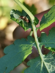 Closterotomus biclavatus