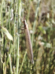 Creoleon lugdunensis