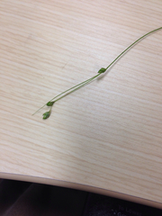 Carex trisperma