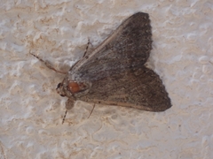 Pandesma robusta