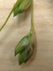 Carex trisperma