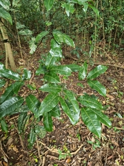 Mischocarpus australis