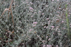Eriogonum cinereum