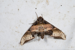 Amplypterus mansoni takamukui