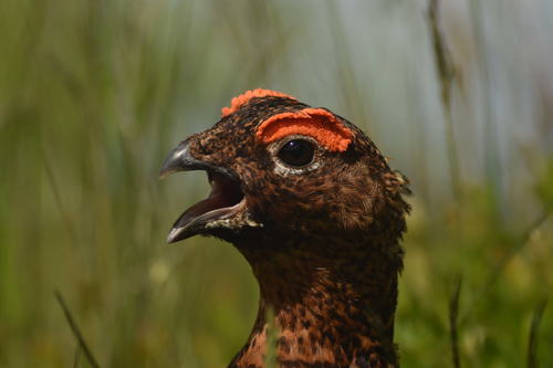 Red Grouse, Lancashire, UK, photo 5 of 10