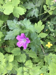 Geranium