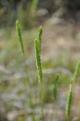 Phleum phleoides