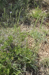 Phleum phleoides