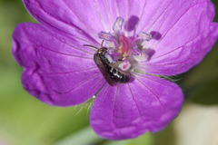 Chelostoma rapunculi