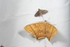 Thinopteryx crocoptera assamensis