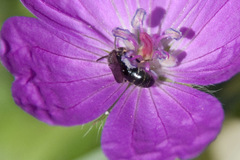 Chelostoma rapunculi