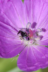 Chelostoma rapunculi