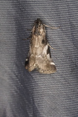 Astrapometis saburalis