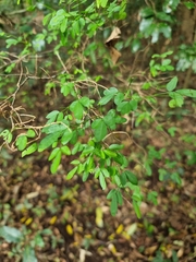 Pedleya acanthoclada