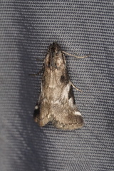 Astrapometis saburalis