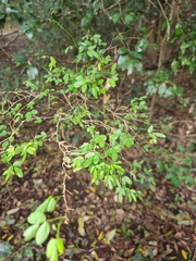 Pedleya acanthoclada