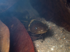Tachysurus trilineatus