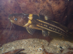 Tachysurus trilineatus
