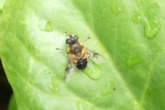 Eristalis picea