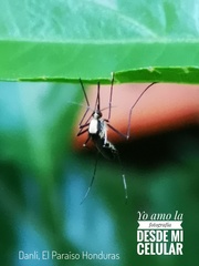 Aedes scapularis